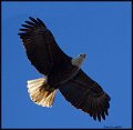 _7SB2352 bald eagle